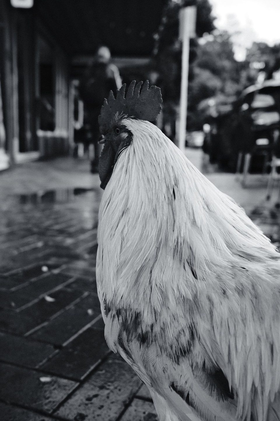 Street rooster, Auckland